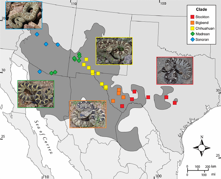 The current taxonomy of blacktail rattlesnakes is as follows: